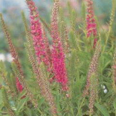 Rozrazil klasnatý 'Rotfuchs' - Veronica spicata 'Rotfuchs'