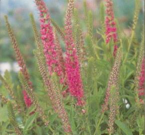 Rozrazil klasnatý 'Rotfuchs' - Veronica spicata 'Rotfuchs'