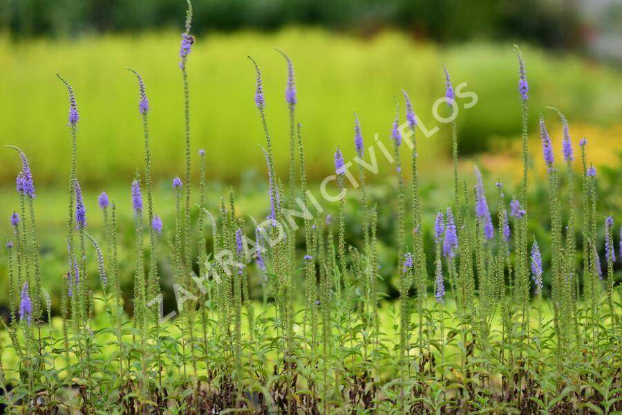 Rozrazil klasnatý 'Blue Explosion' - Veronica spicata 'Blue Explosion'