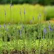 Rozrazil klasnatý 'Blue Explosion' - Veronica spicata 'Blue Explosion'