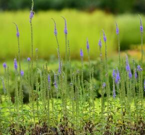 Rozrazil klasnatý 'Blue Explosion' - Veronica spicata 'Blue Explosion'