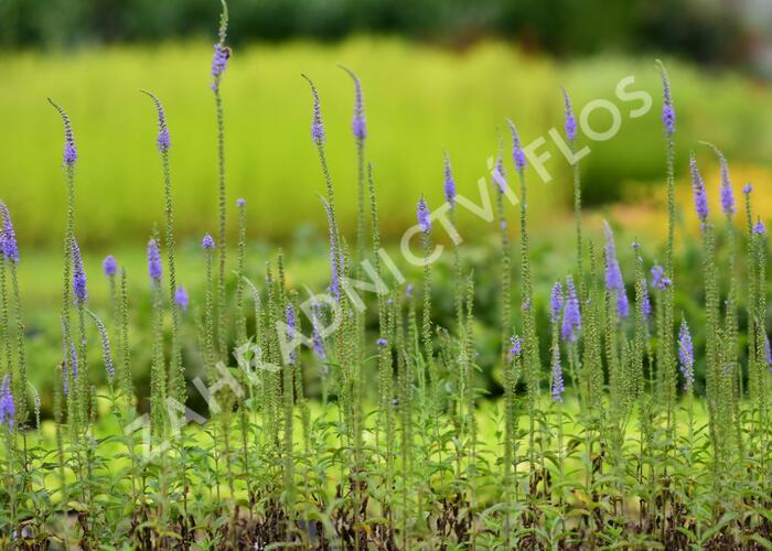 Rozrazil klasnatý 'Blue Explosion' - Veronica spicata 'Blue Explosion'