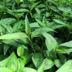 Rdesno vonné - Persicaria odorata