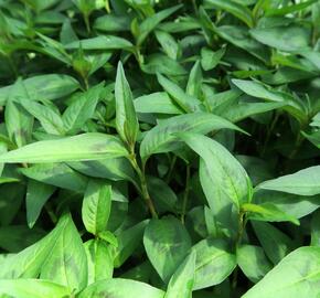 Rdesno vonné - Persicaria odorata