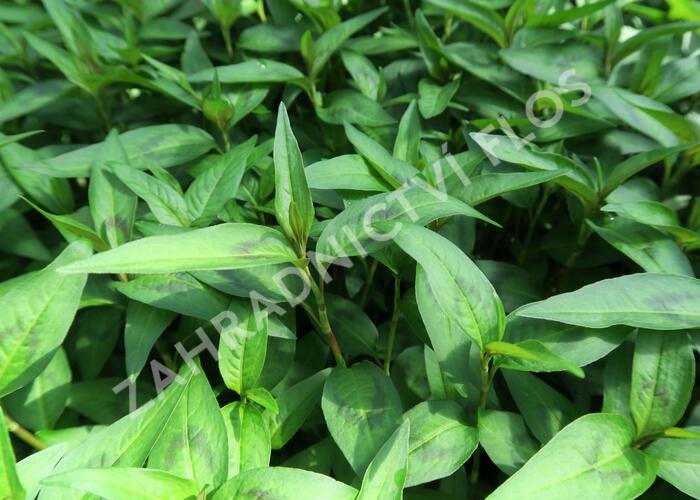 Rdesno vonné - Persicaria odorata