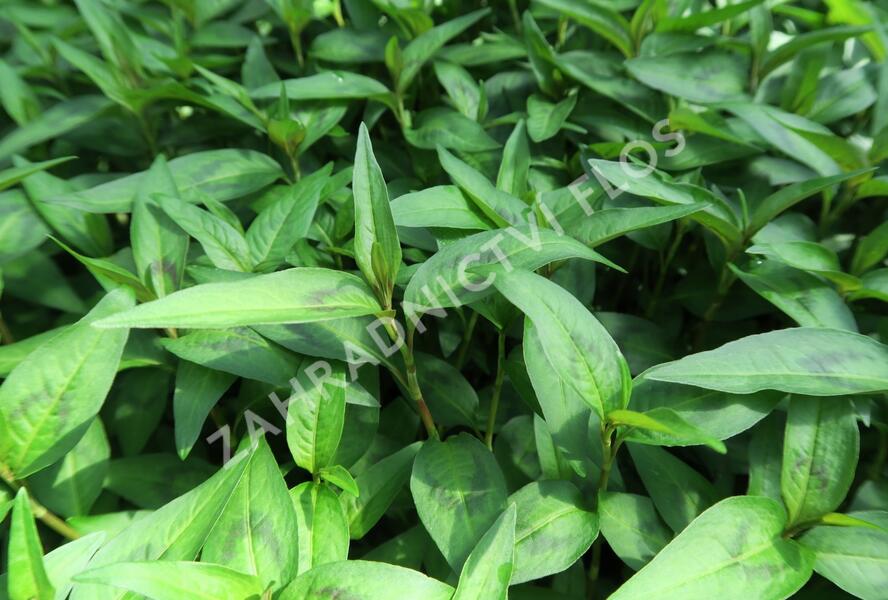 Rdesno vonné, vietnamský koriandr - Persicaria odorata GrowFlow