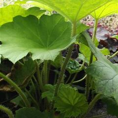 Rodgersie štítnatá - Astilboides tabularis