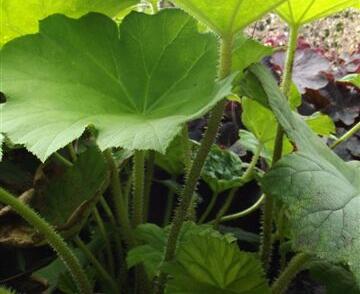 Rodgersie štítnatá