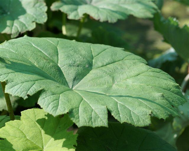 Rodgersie štítnatá - Astilboides tabularis