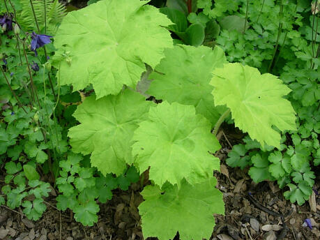 Rodgersie štítnatá - Astilboides tabularis