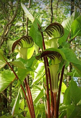 Áron - Arum triphyllum