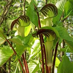 Áron - Arum triphyllum