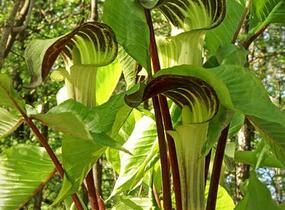 Áron - Arum triphyllum