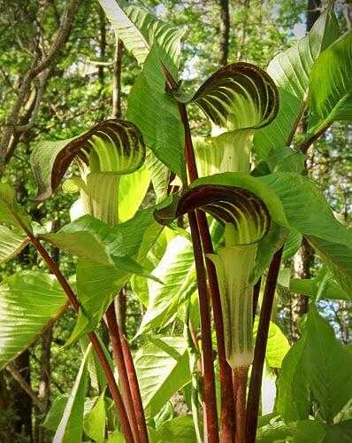 Áron - Arum triphyllum | Zahradnictví FLOS