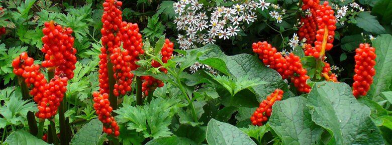 Áron - Arum triphyllum