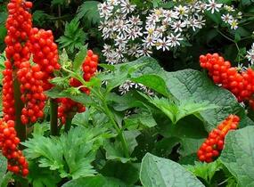 Áron - Arum triphyllum