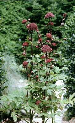 Andělika obrovská - Angelica gigas