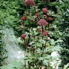 Andělika obrovská - Angelica gigas