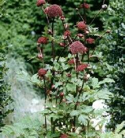 Andělika obrovská - Angelica gigas