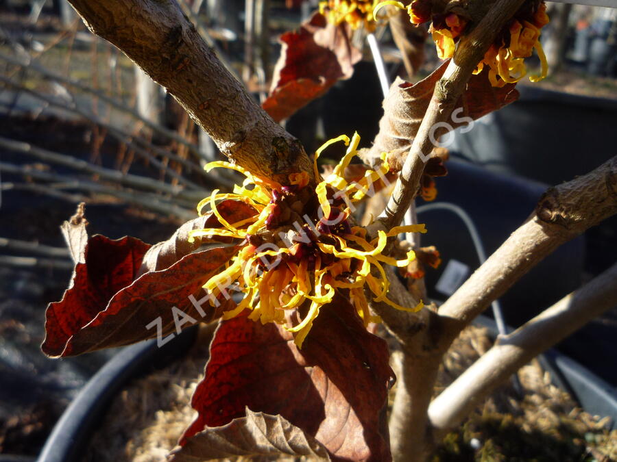 Vilín prostřední 'Orange Beauty' - Hamamelis intermedia 'Orange Beauty'