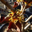 Vilín prostřední 'Orange Beauty' - Hamamelis intermedia 'Orange Beauty'
