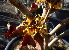 Vilín prostřední 'Orange Beauty' - Hamamelis intermedia 'Orange Beauty'