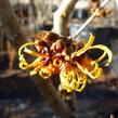 Vilín prostřední 'Orange Beauty' - Hamamelis intermedia 'Orange Beauty'