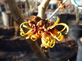 Vilín prostřední 'Orange Beauty' - Hamamelis intermedia 'Orange Beauty'
