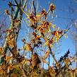 Vilín prostřední 'Orange Beauty' - Hamamelis intermedia 'Orange Beauty'