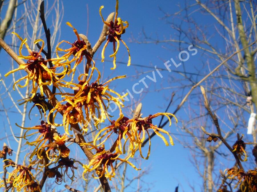 Vilín prostřední 'Orange Beauty' - Hamamelis intermedia 'Orange Beauty'