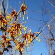 Vilín prostřední 'Orange Beauty' - Hamamelis intermedia 'Orange Beauty'