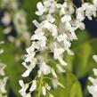 Vistárie květnatá 'Alba' - Wisteria floribunda 'Alba'