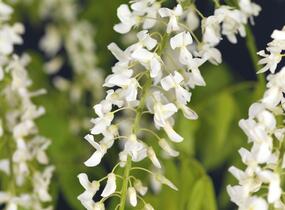 Vistárie květnatá 'Alba' - Wisteria floribunda 'Alba'
