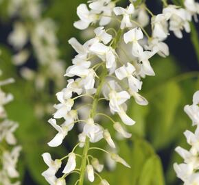 Vistárie květnatá 'Alba' - Wisteria floribunda 'Alba'