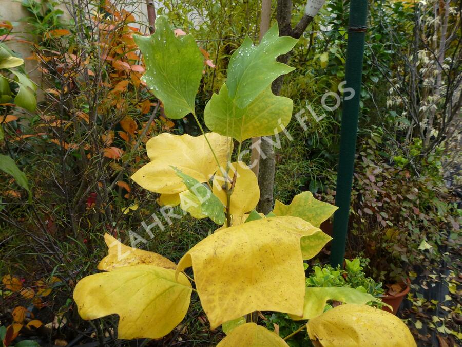 Liliovník tulipánokvětý 'Fastigiata' - Liriodendron tulipifera 'Fastigiata'