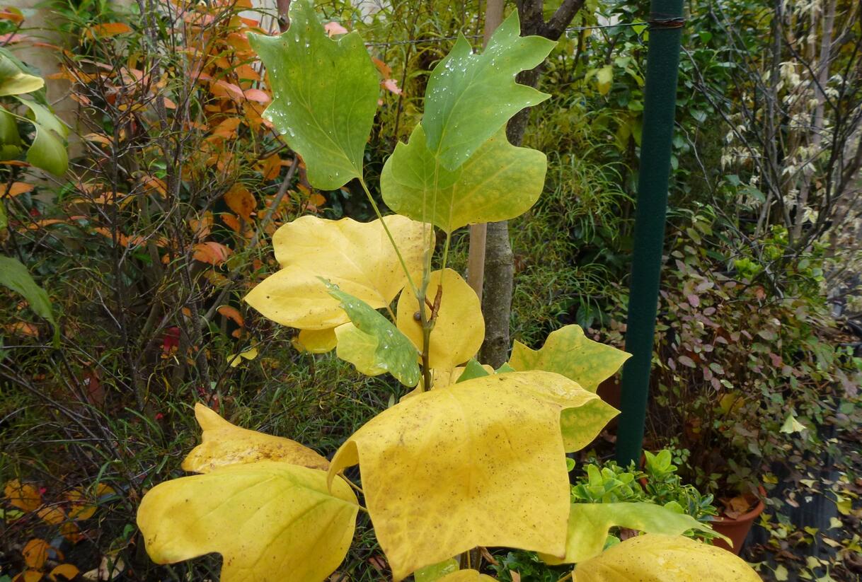 Liliovník tulipánokvětý 'Fastigiata' - Liriodendron tulipifera 'Fastigiata'