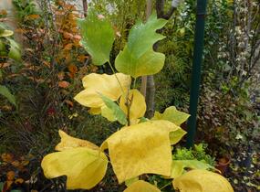 Liliovník tulipánokvětý 'Fastigiata' - Liriodendron tulipifera 'Fastigiata'