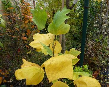 Liliovník tulipánokvětý 'Fastigiata'