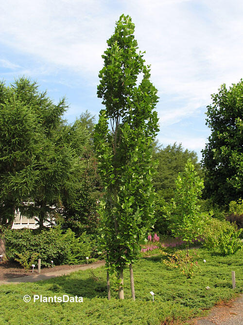 Liliovník tulipánokvětý 'Fastigiata' - Liriodendron tulipifera 'Fastigiata'