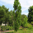 Liliovník tulipánokvětý 'Fastigiata' - Liriodendron tulipifera 'Fastigiata'