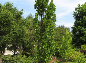 Liliovník tulipánokvětý 'Fastigiata' - Liriodendron tulipifera 'Fastigiata'