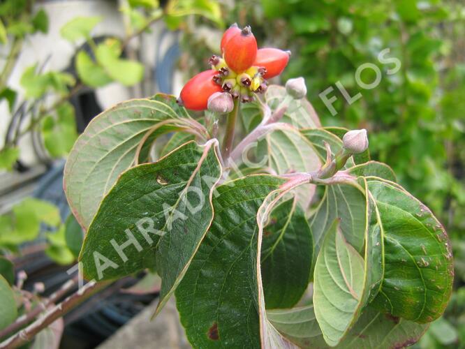 Dřín květnatý 'Rubra' - Cornus florida 'Rubra'