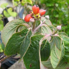 Dřín květnatý 'Rubra' - Cornus florida 'Rubra'