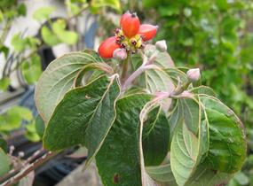 Dřín květnatý 'Rubra' - Cornus florida 'Rubra'