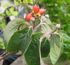 Dřín květnatý 'Rubra' - Cornus florida 'Rubra'