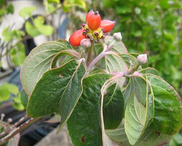 Dřín květnatý 'Rubra'