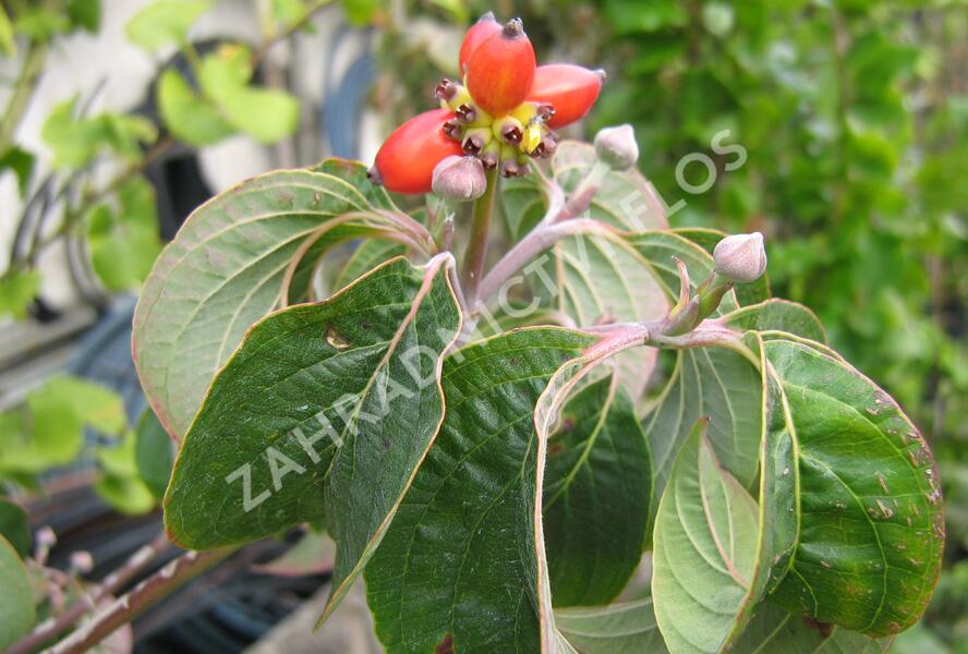 Dřín květnatý 'Rubra' - Cornus florida 'Rubra'