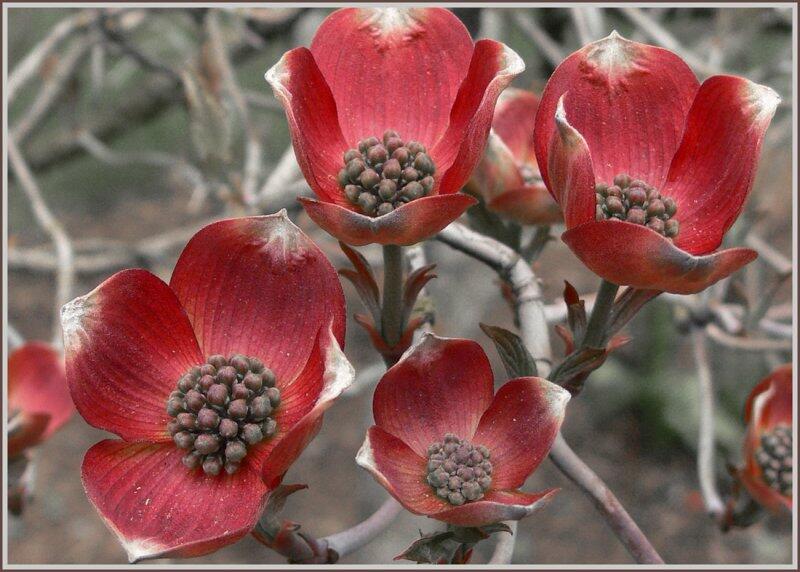 Dřín květnatý 'Rubra' - Cornus florida 'Rubra'
