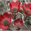 Dřín květnatý 'Rubra' - Cornus florida 'Rubra'