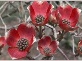 Dřín květnatý 'Rubra' - Cornus florida 'Rubra'